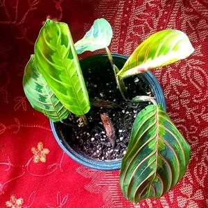 2 Prayer Plants - Maranta Leueoneura